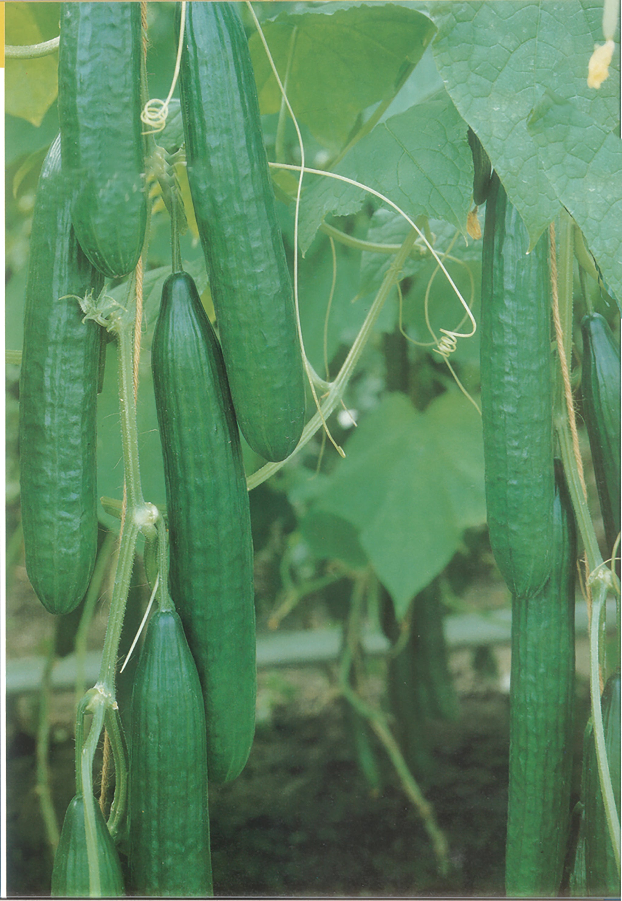 Telegraph Improved Cucumber Seeds