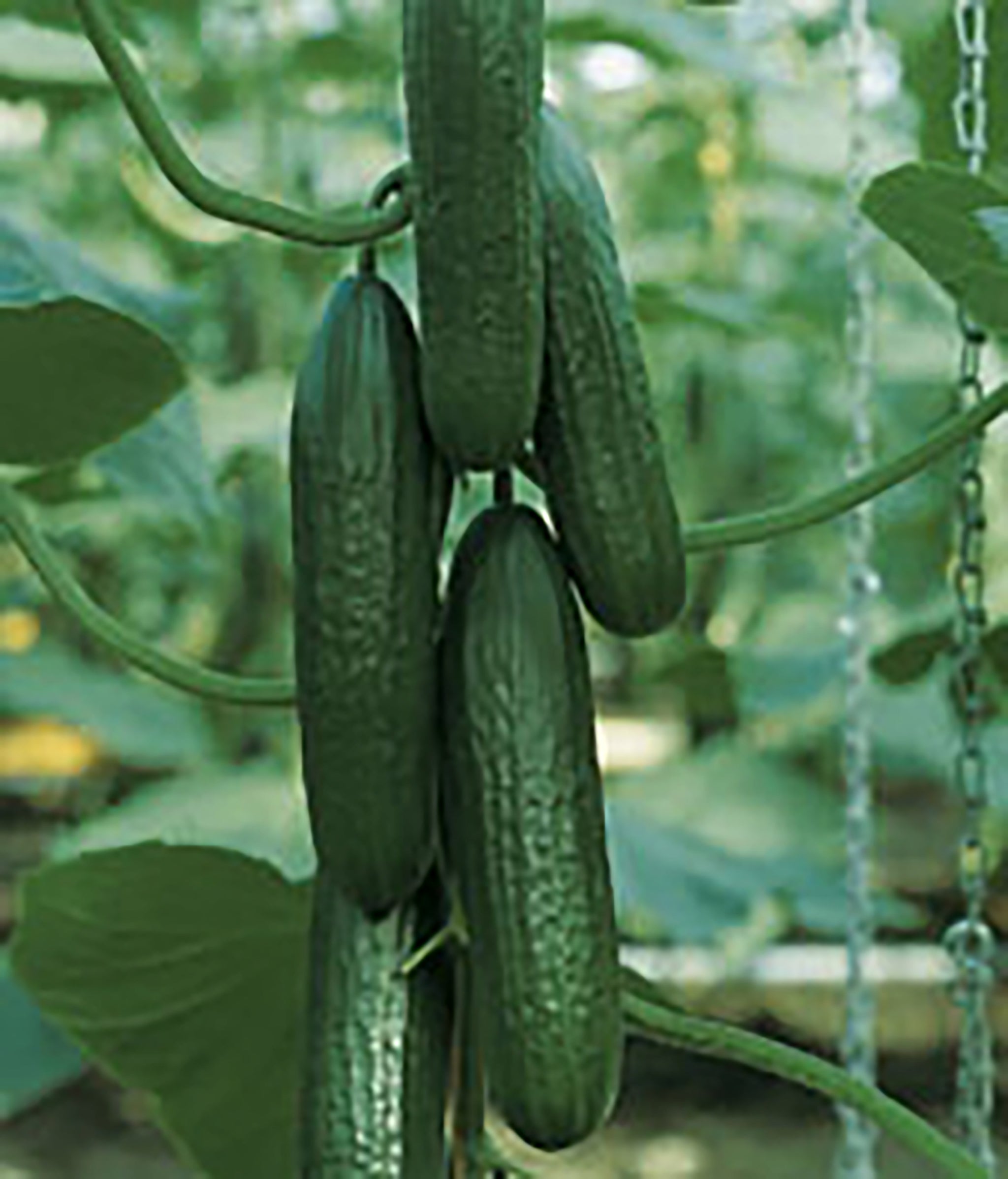 Organic Non-GMO Minime F1 Cucumber