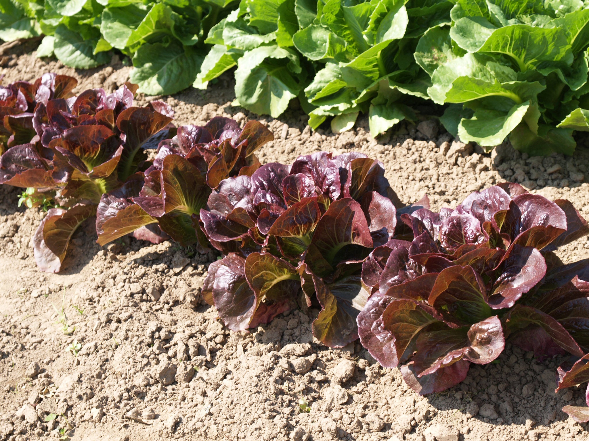 Pomegranate Crunch - Organic Romaine Lettuce Seeds