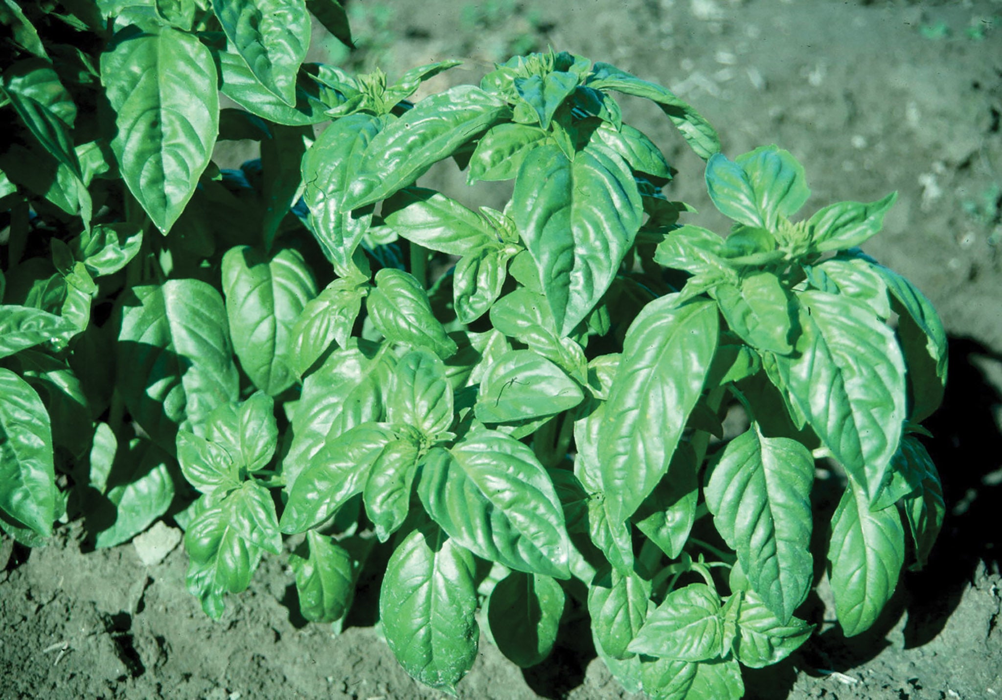 Basil Italian Large Leaf Organic