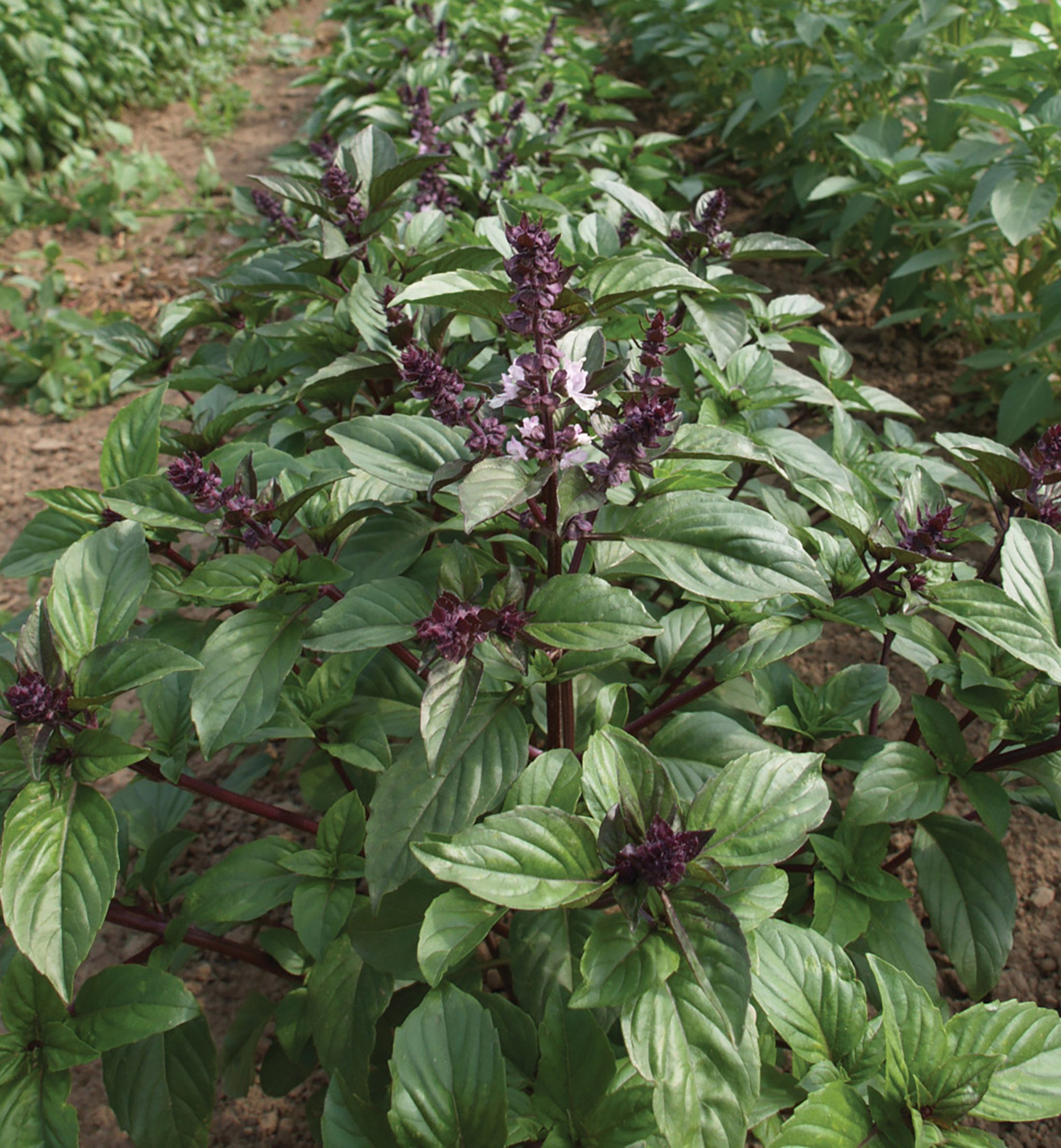 Basil Cinamonette