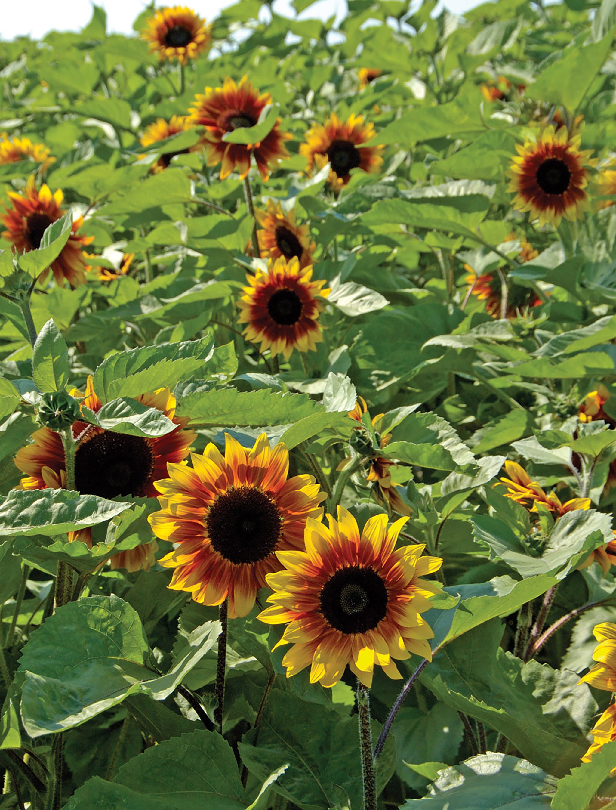 Helianthus annuus 'Evening Sun' (Common Sunflower)