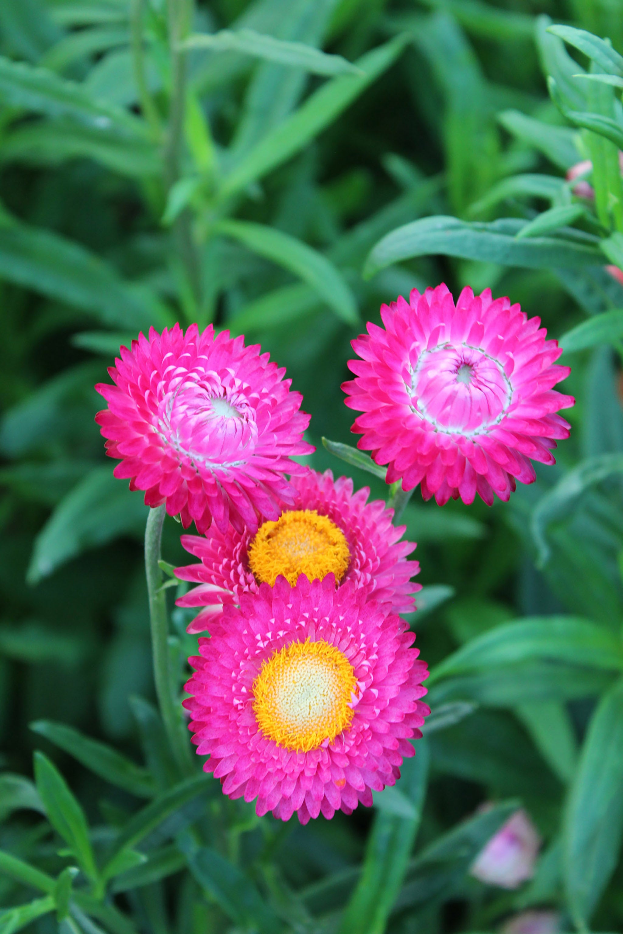 Flower helichrysum Straw Flower SWISS GIANT MIX 500 Quality Seeds 