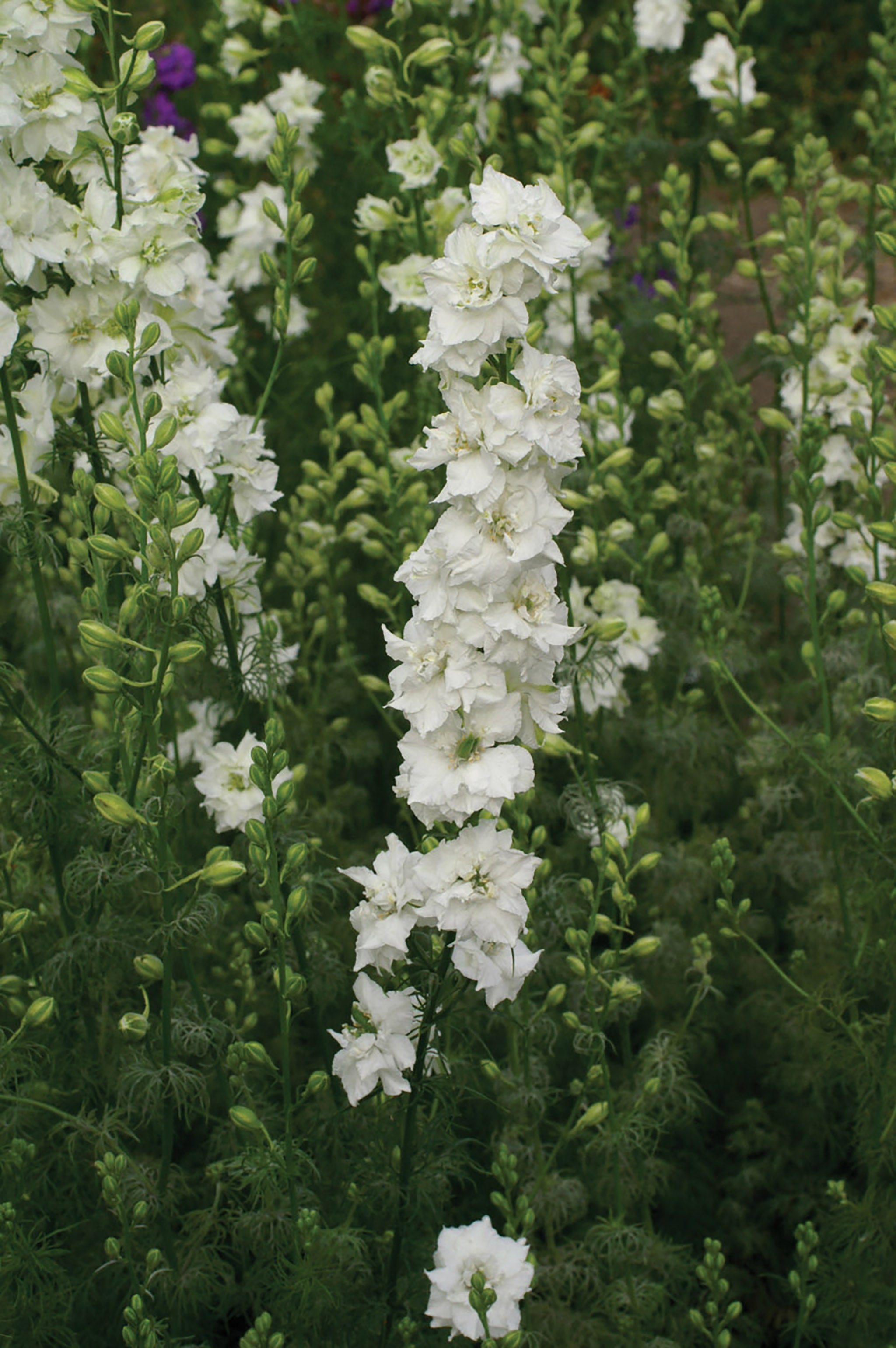 White larkspur deals