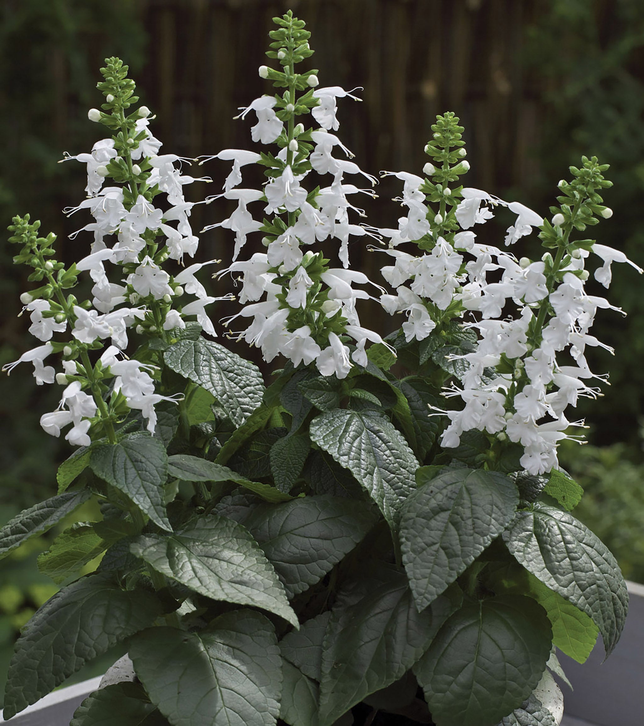 Himalaya Distribution - Salvia Bianca