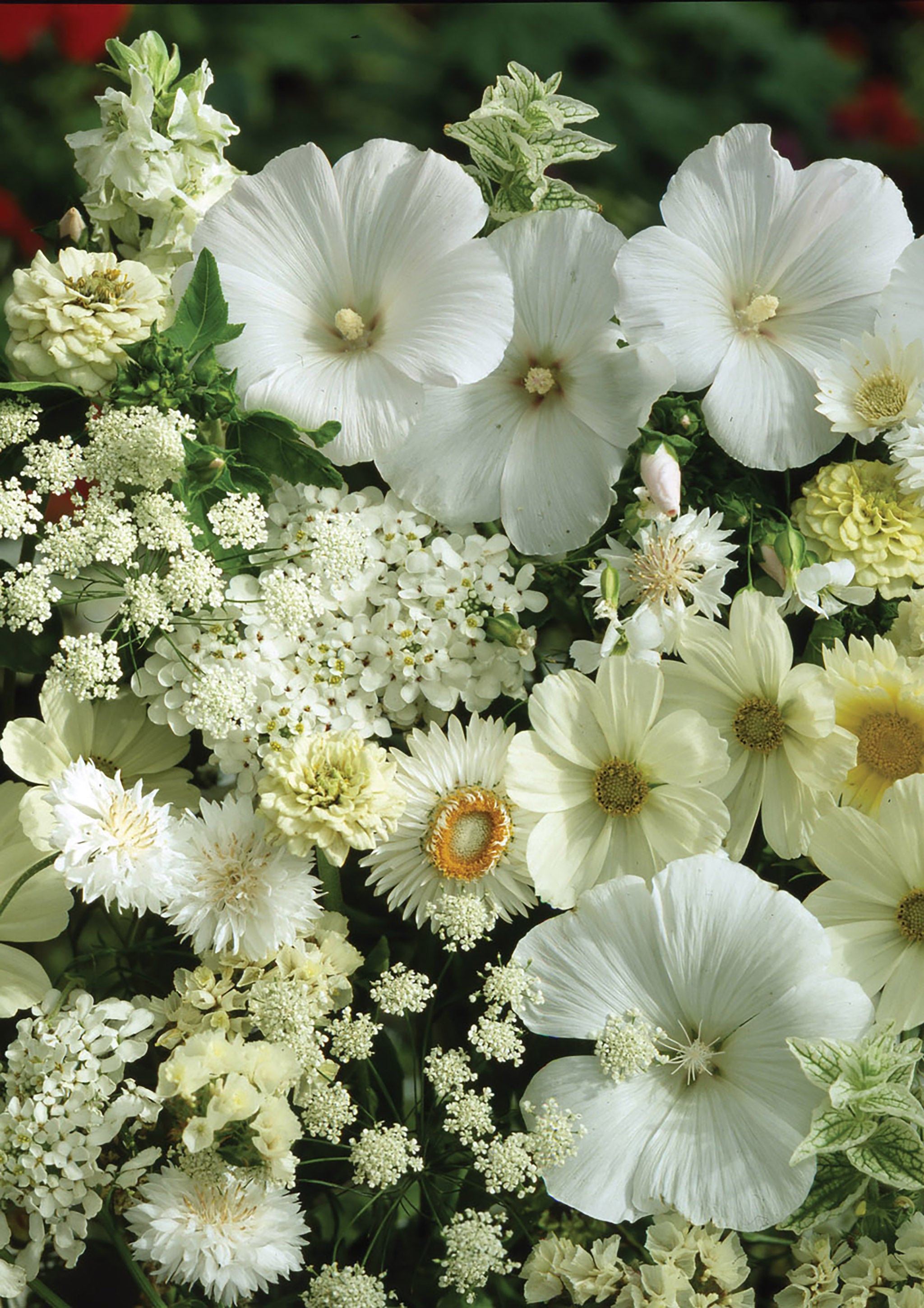 White on sale annual flowers