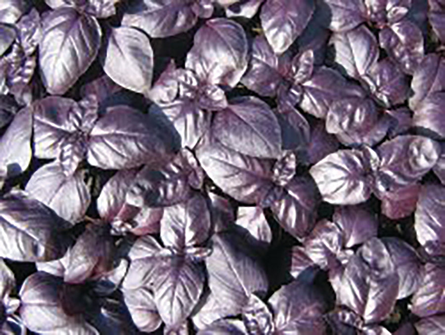 Basil Crimson King William Dam Seeds