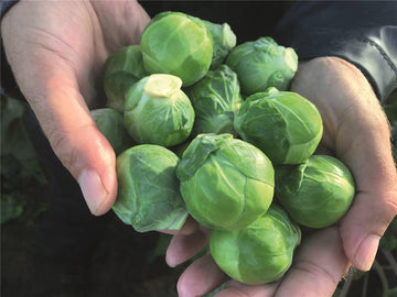 Brussels Sprouts, Silvia F-1