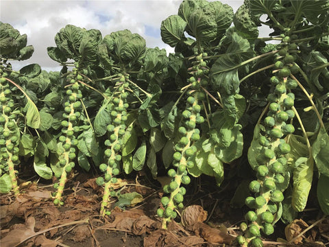 Brussels Sprouts, Silvia F-1