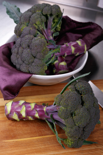 Broccoli, Purple Magic F-1