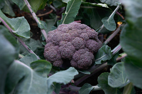 Broccoli, Purple Magic F-1