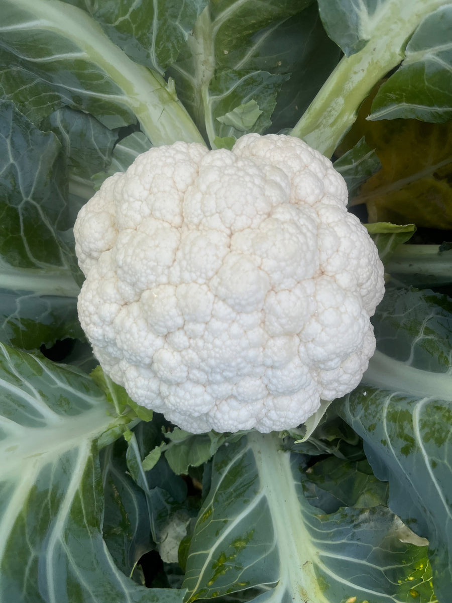 Cauliflower, Tessaury F-1 Organic