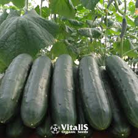 Cucumber, Paraiso F-1 Organic