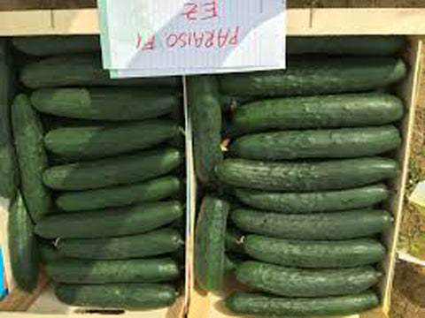 Cucumber, Paraiso F-1 Organic