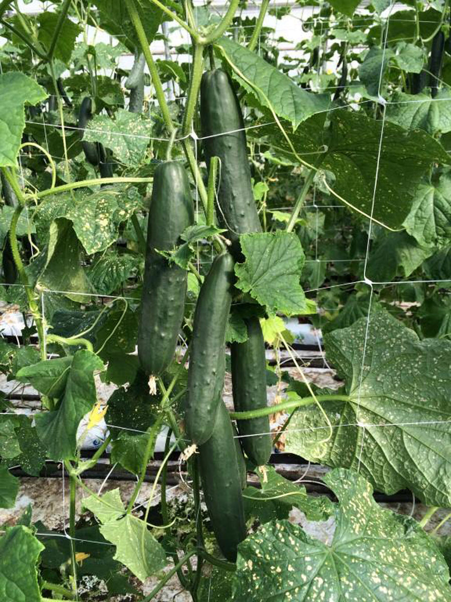 Cucumber, Paraiso F-1 Organic