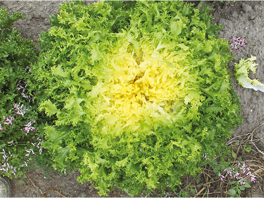 Endive, Curlesi Organic