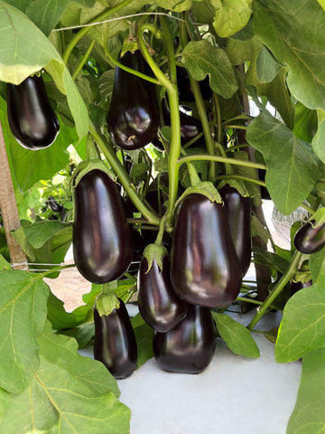 Eggplant, Black Stallion F-1