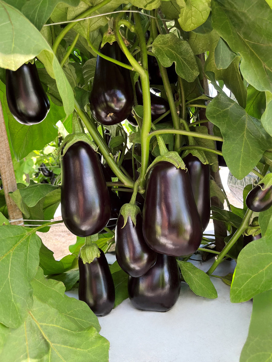 Eggplant, Black Stallion F-1