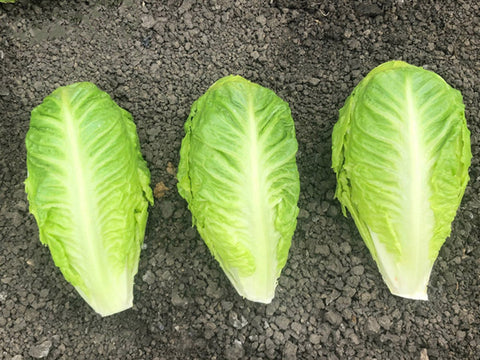 Lettuce, Hamberg Organic