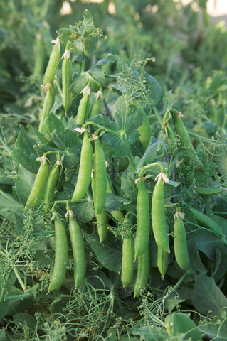 Peas, Sugar Lace II