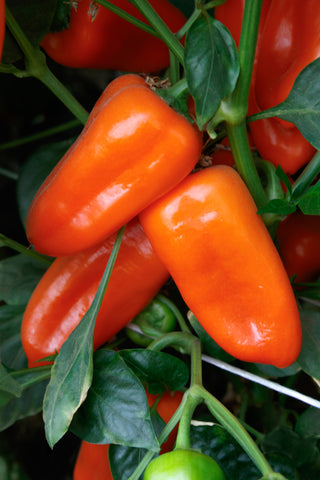 Peppers, Orange Delite