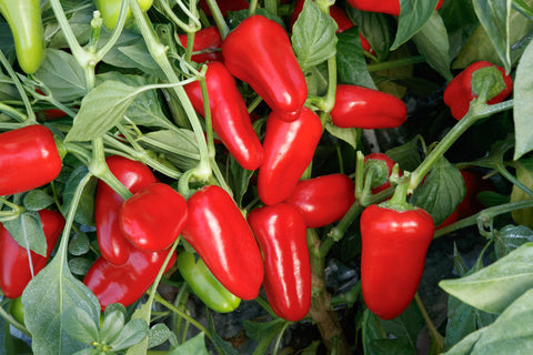 Peppers, Ruby Delite