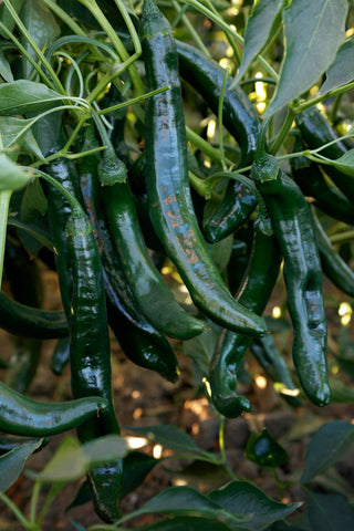 Peppers, Campesino Hybrid