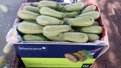 Summer Squash, Mexicana F-1 Organic