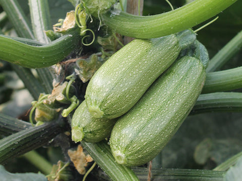 Summer Squash, Mexicana F-1 Organic