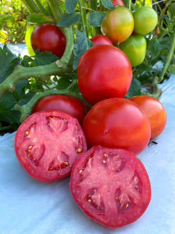 Tomatoes, RuBee Dawn Hybrid