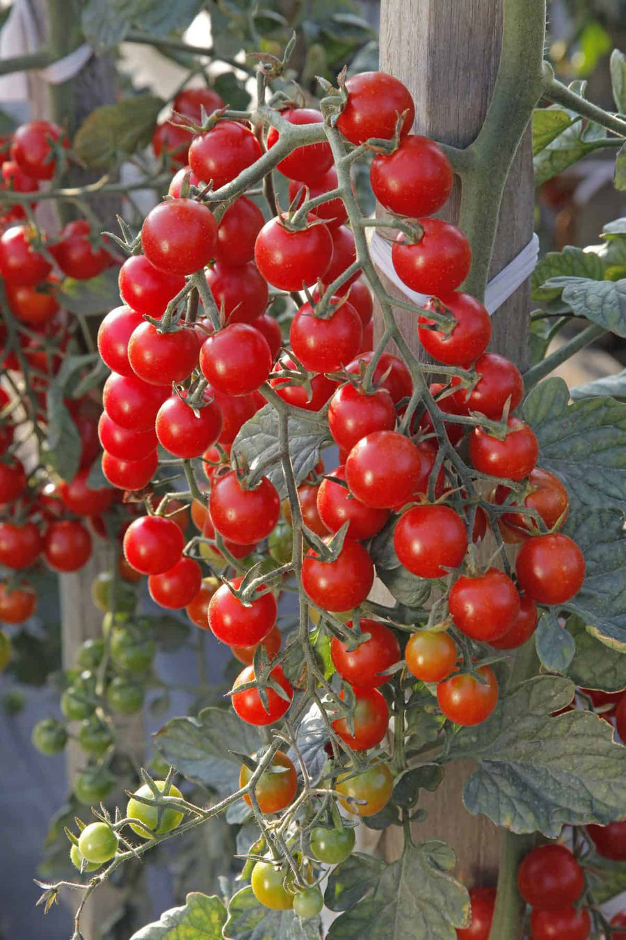 Tomatoes, Crokini Hybrid