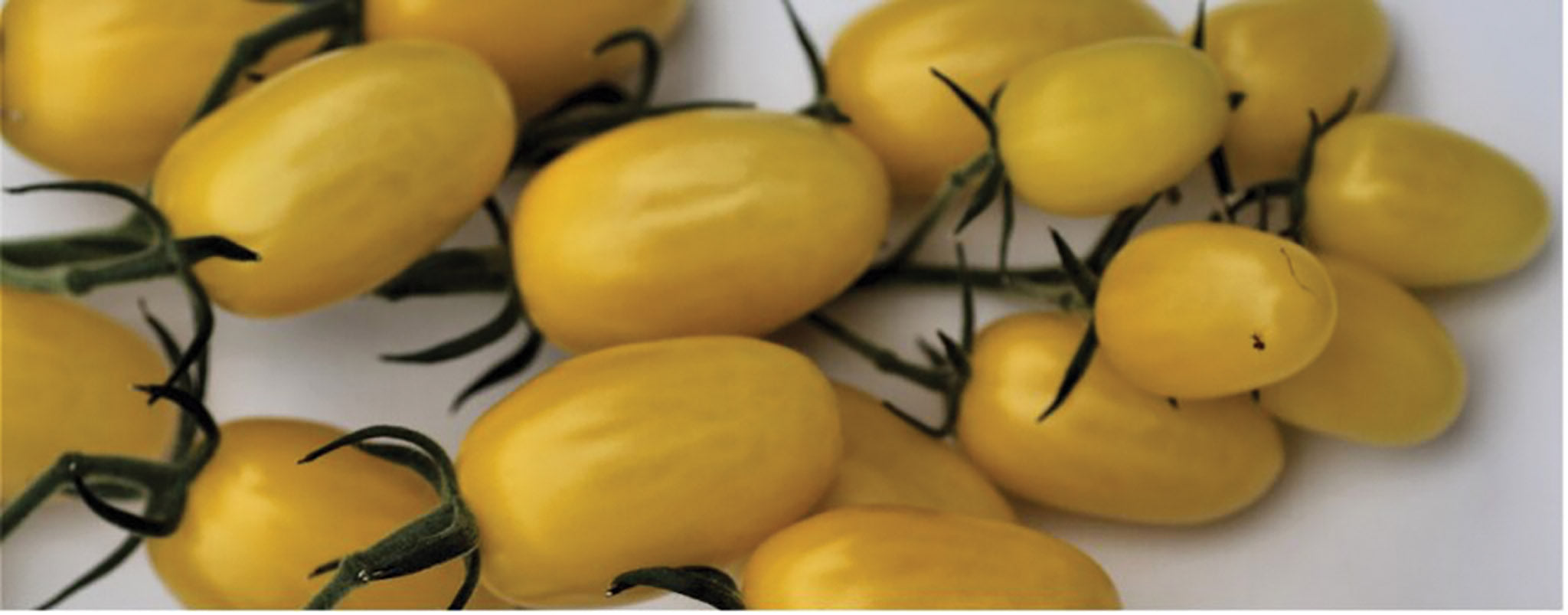 Tomato, DattoLemon Hybrid – William Dam Seeds