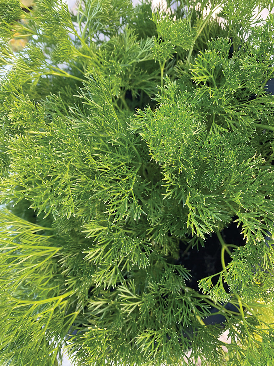 Parsley, Menuette