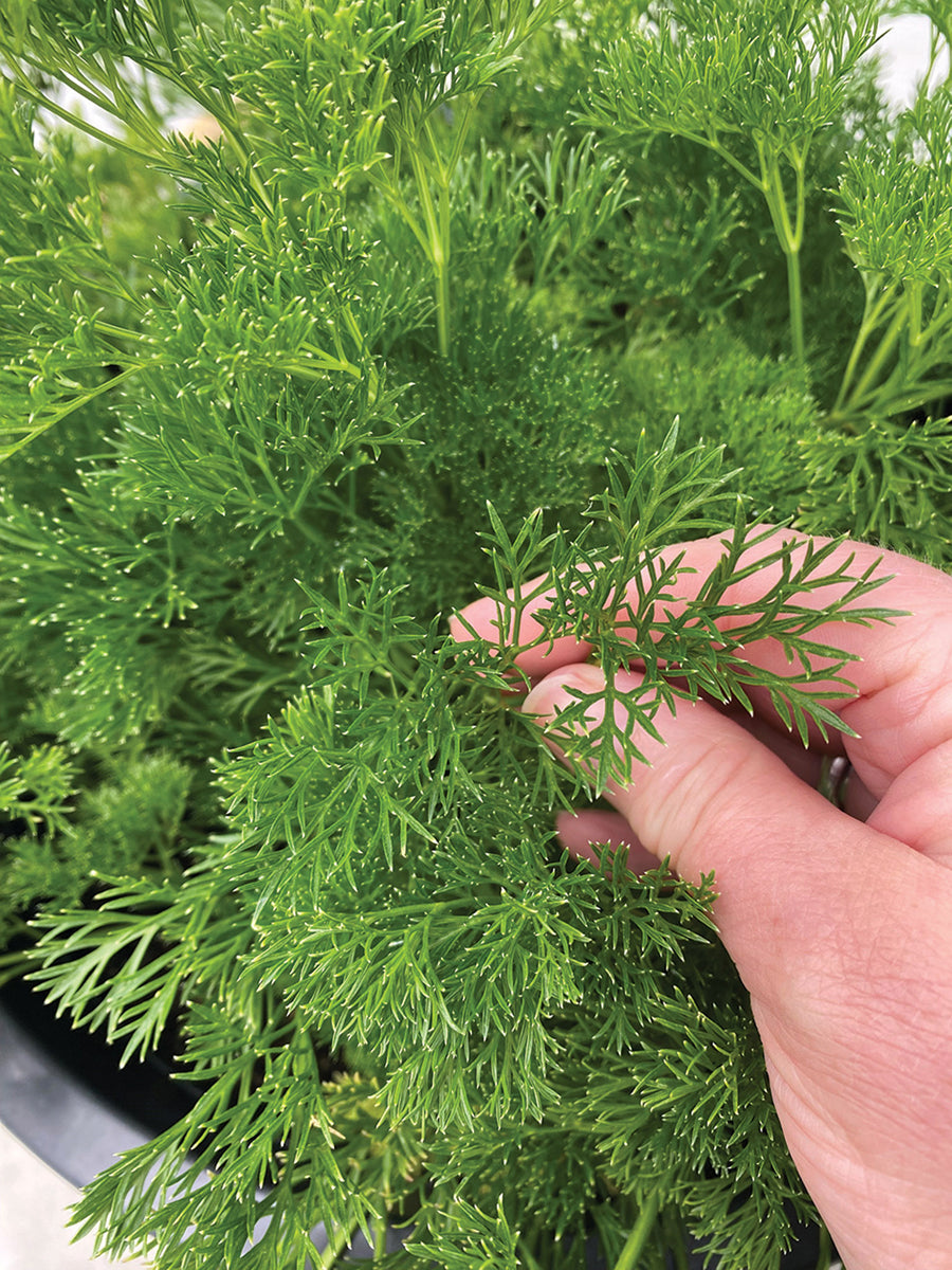 Parsley, Menuette