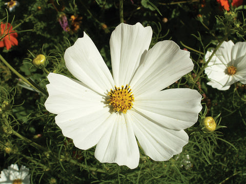 Cosmos, Purity