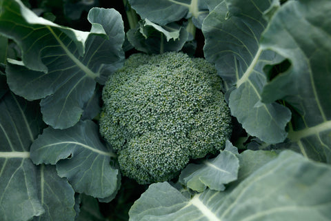 Broccoli, Kingdom F-1