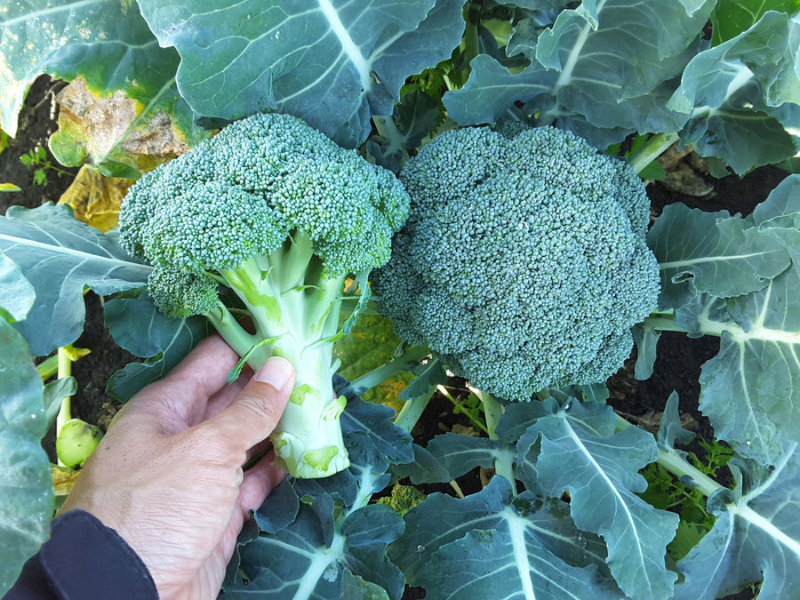 Broccoli, Kingdom F-1