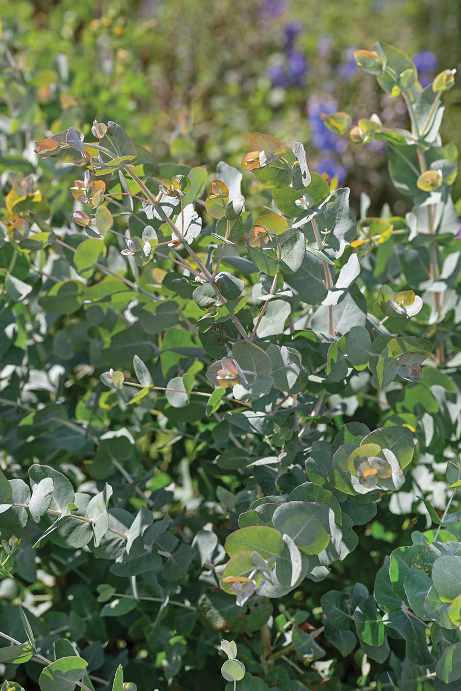 Eucalyptus, Heart Leaf Silver