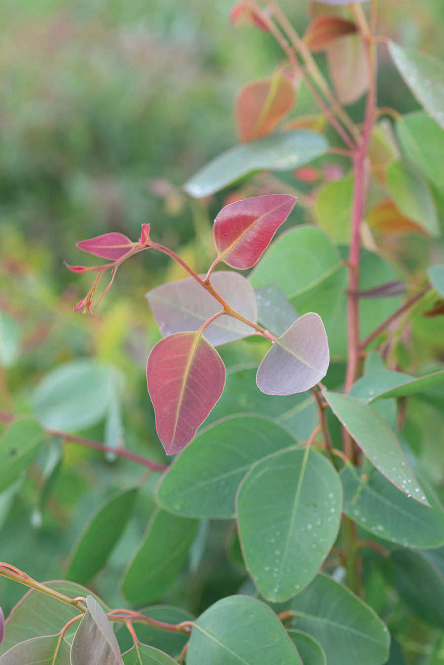 Eucalyptus, Blakely