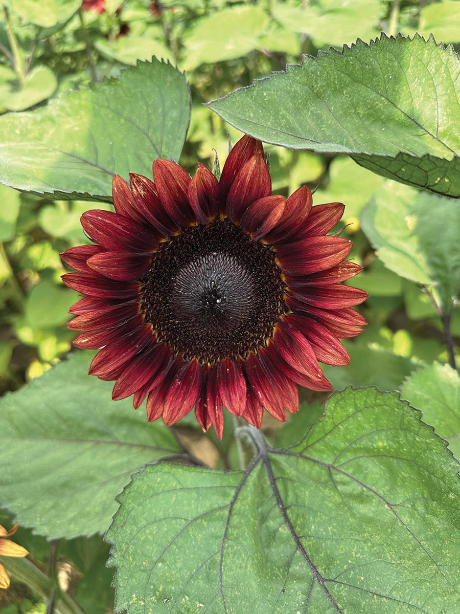 Helianthus, Procut Red