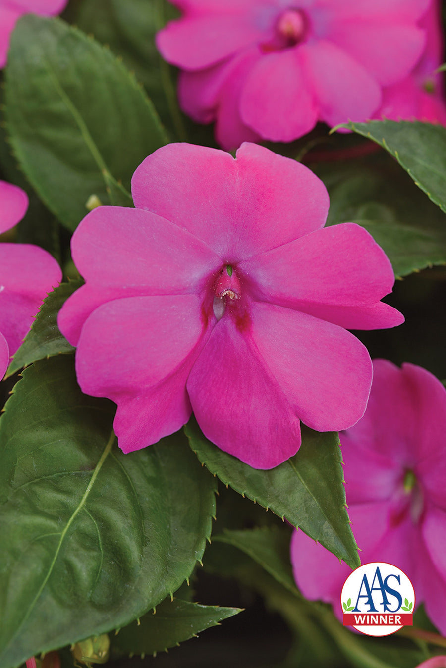 Impatiens, Solarscape Pink Jewel