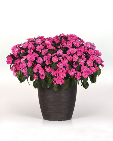 Impatiens, Solarscape Pink Jewel