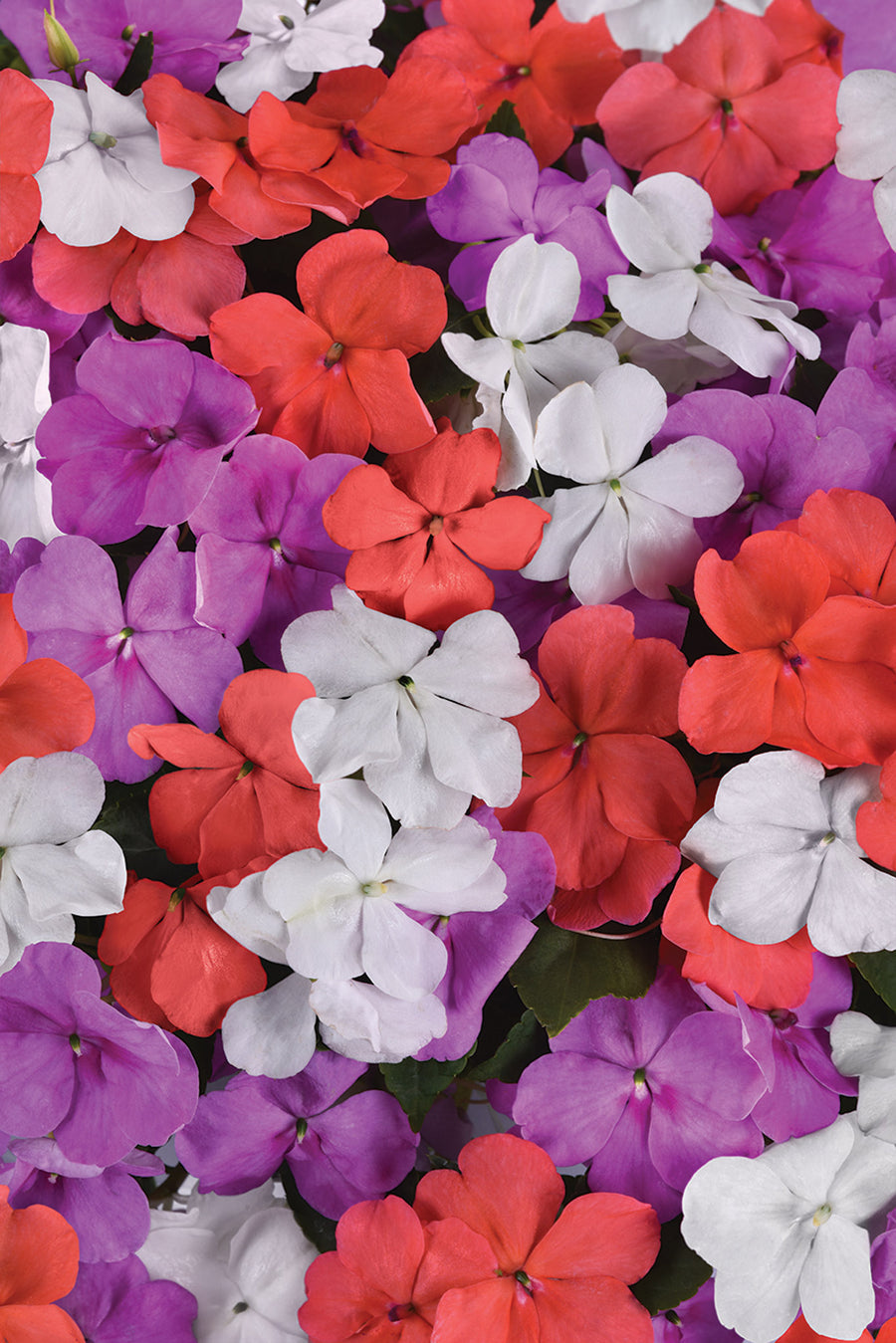 Impatiens, Beacon Pearl Island