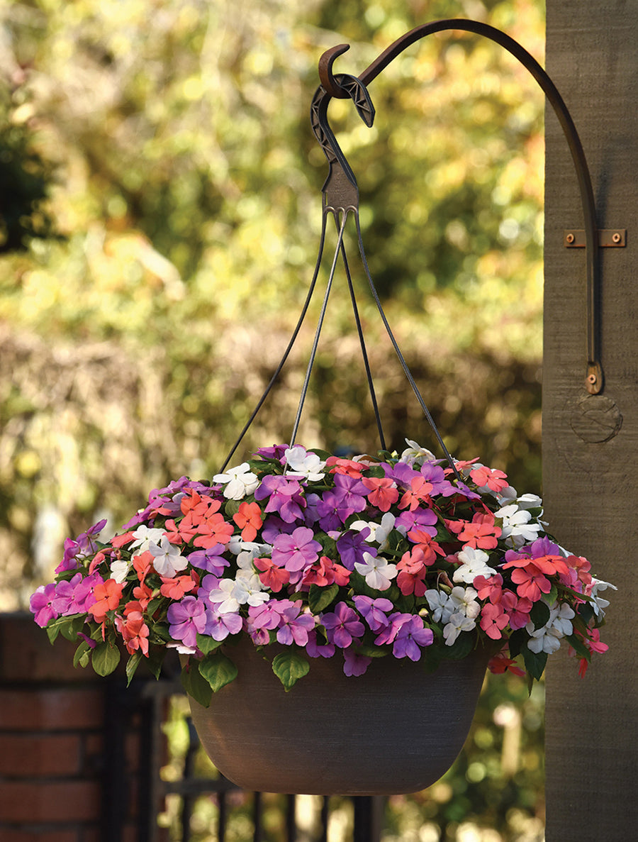 Impatiens, Beacon Pearl Island