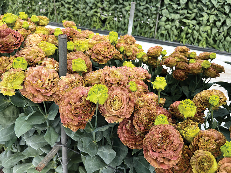 Lisianthus, Roseanne Terracotta