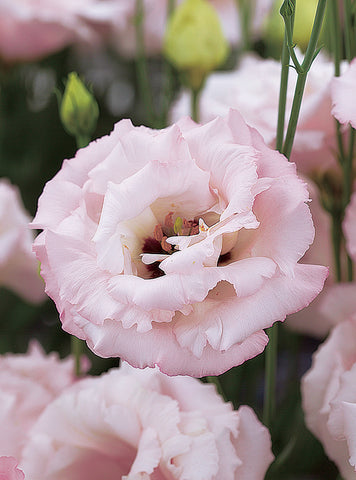 Lisianthus, Corelli Light Pink