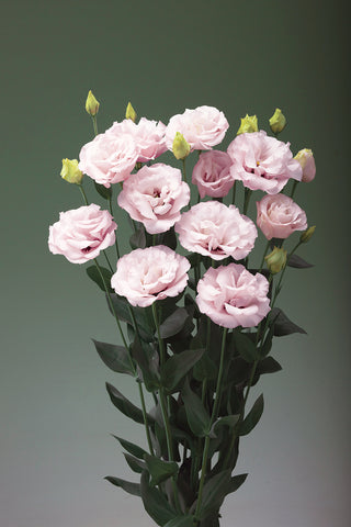 Lisianthus, Corelli Light Pink