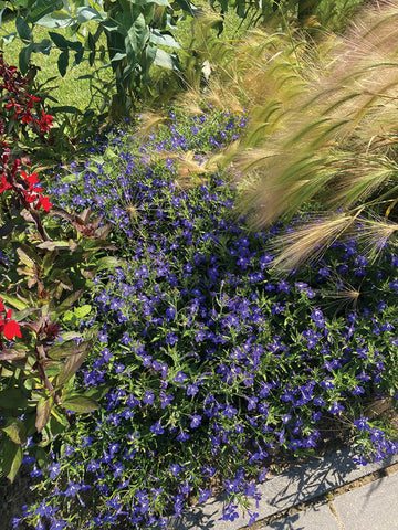 Lobelia, Masterpiece Blue with Eye