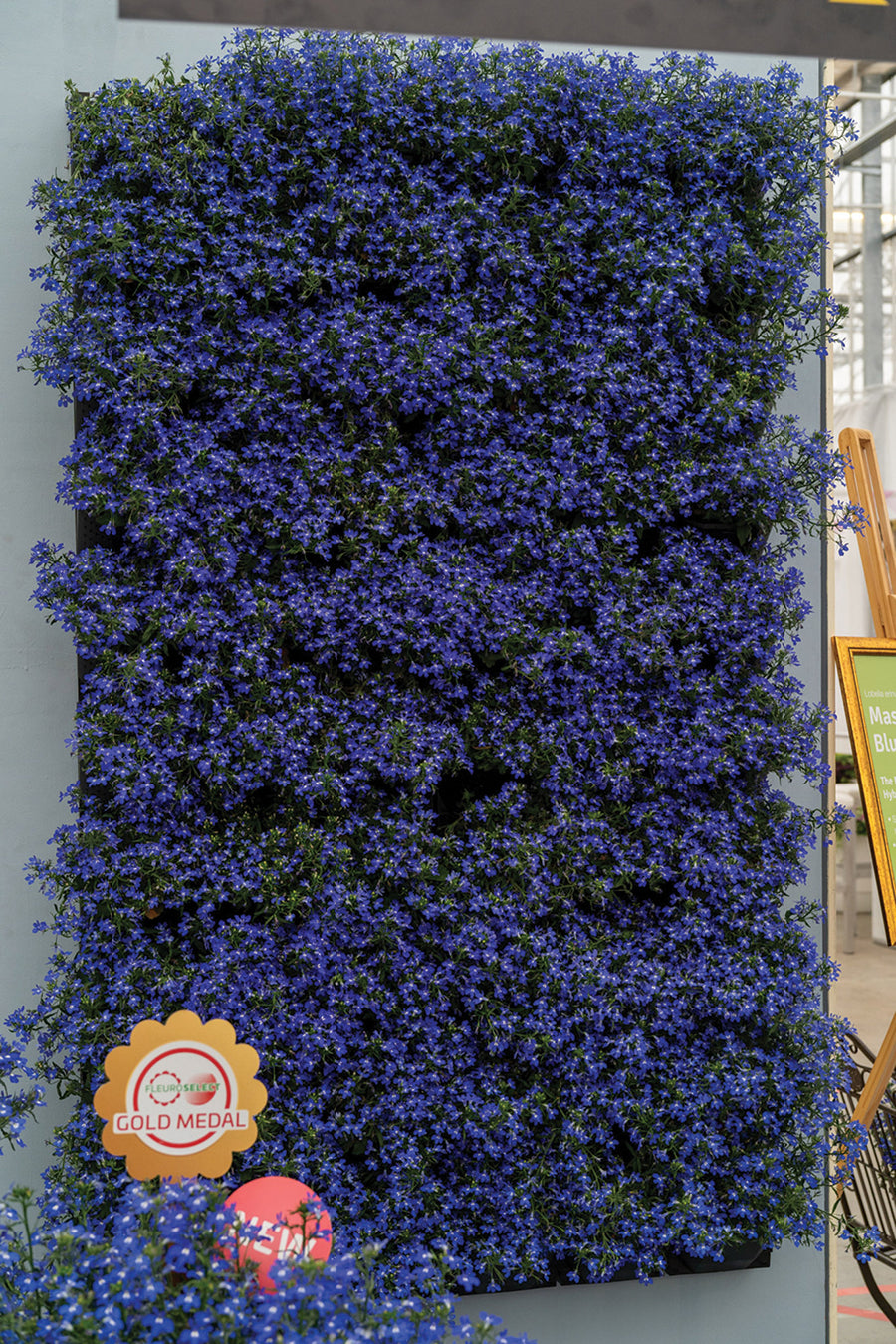 Lobelia, Masterpiece Blue with Eye