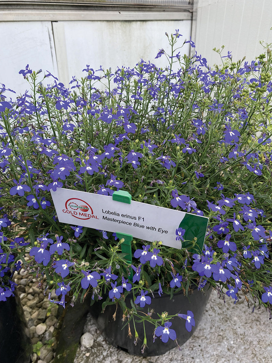 Lobelia, Masterpiece Blue with Eye